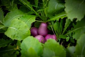 Julien SESIA - Julien-Sésia-Photographie©